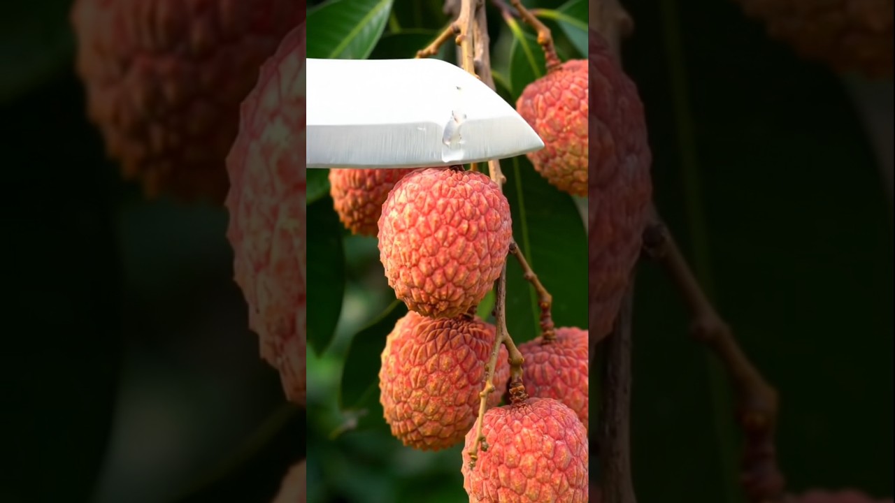 Lychee Cutting ASMR 🍒 | Fresh Juicy Lychee PeelingLychee cutting ASMRLychee peeling satisfying vide