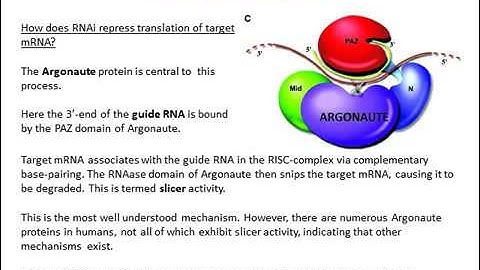 Non coding RNA