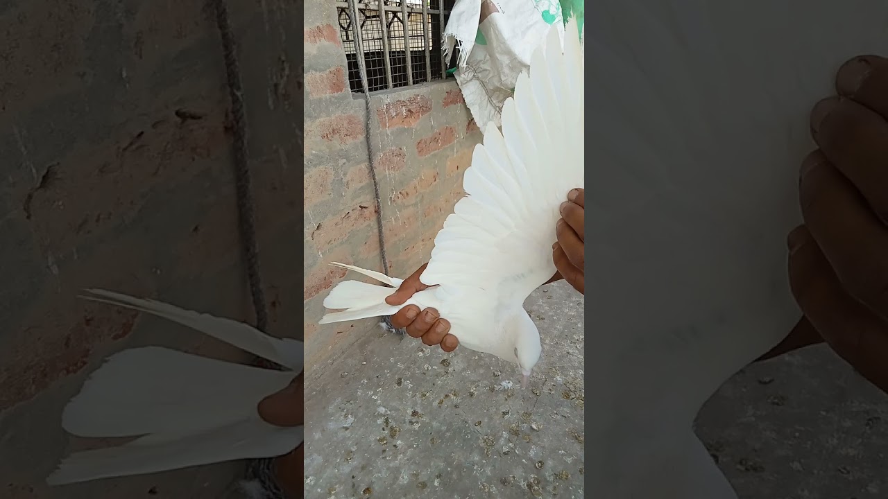 ਰੋਡੇ ਕੇ ਵਾਲੇ ਤੇ ਸਾਧ ਘੰਡਾਬੰਨੇ ਵਾਲੇ ਕਬੂਤਰ