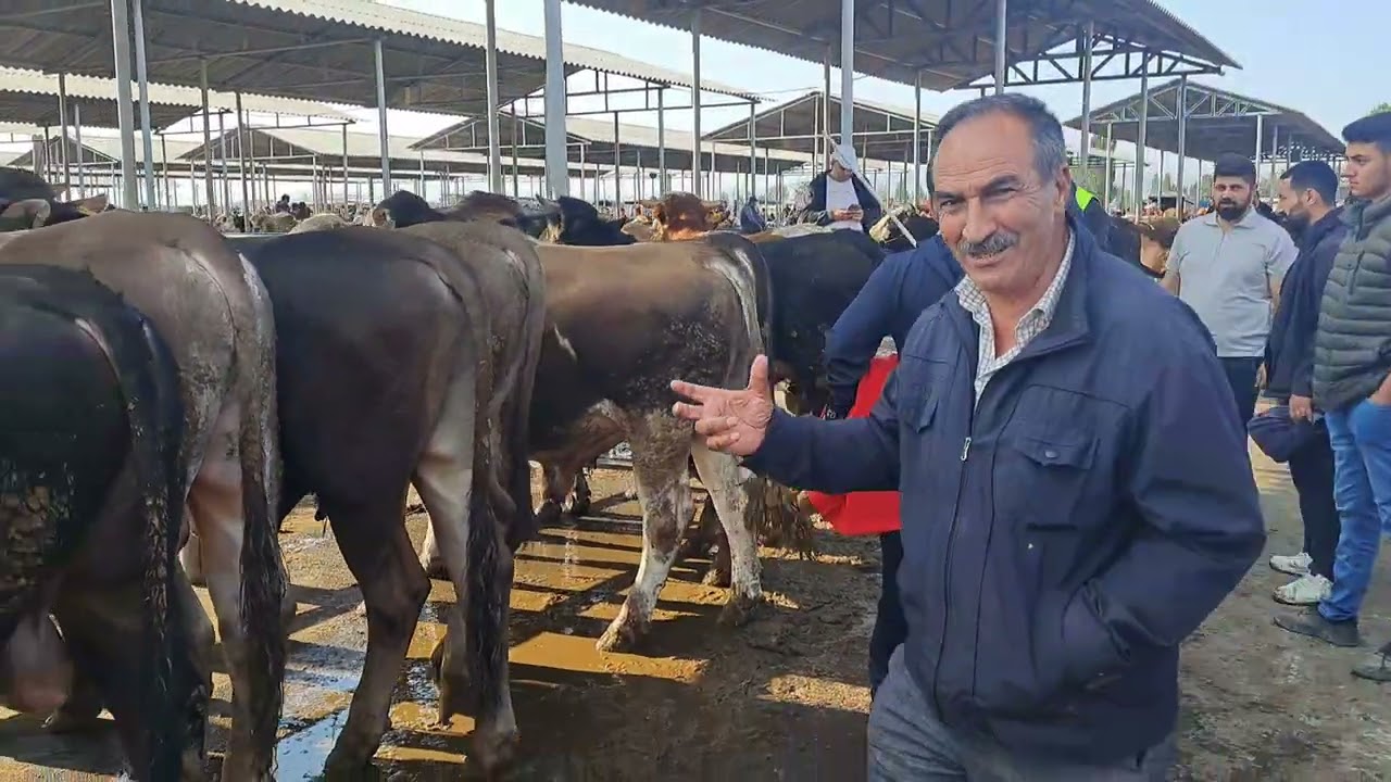 14.06.2025 sivas sarkisla hayvan pazari iyi seyirler. Begeni yapmayi unutmayin tesekkurler.