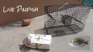 How to Catch Live Pinfish!  Hook/Line and Pinfish Trap Tutorial on