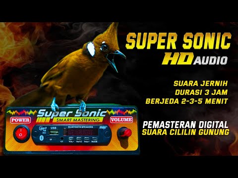 CILILIN GACOR Nembak 40 Detik Dengan Jeda II Masteran BURUNG CILILIN Juara