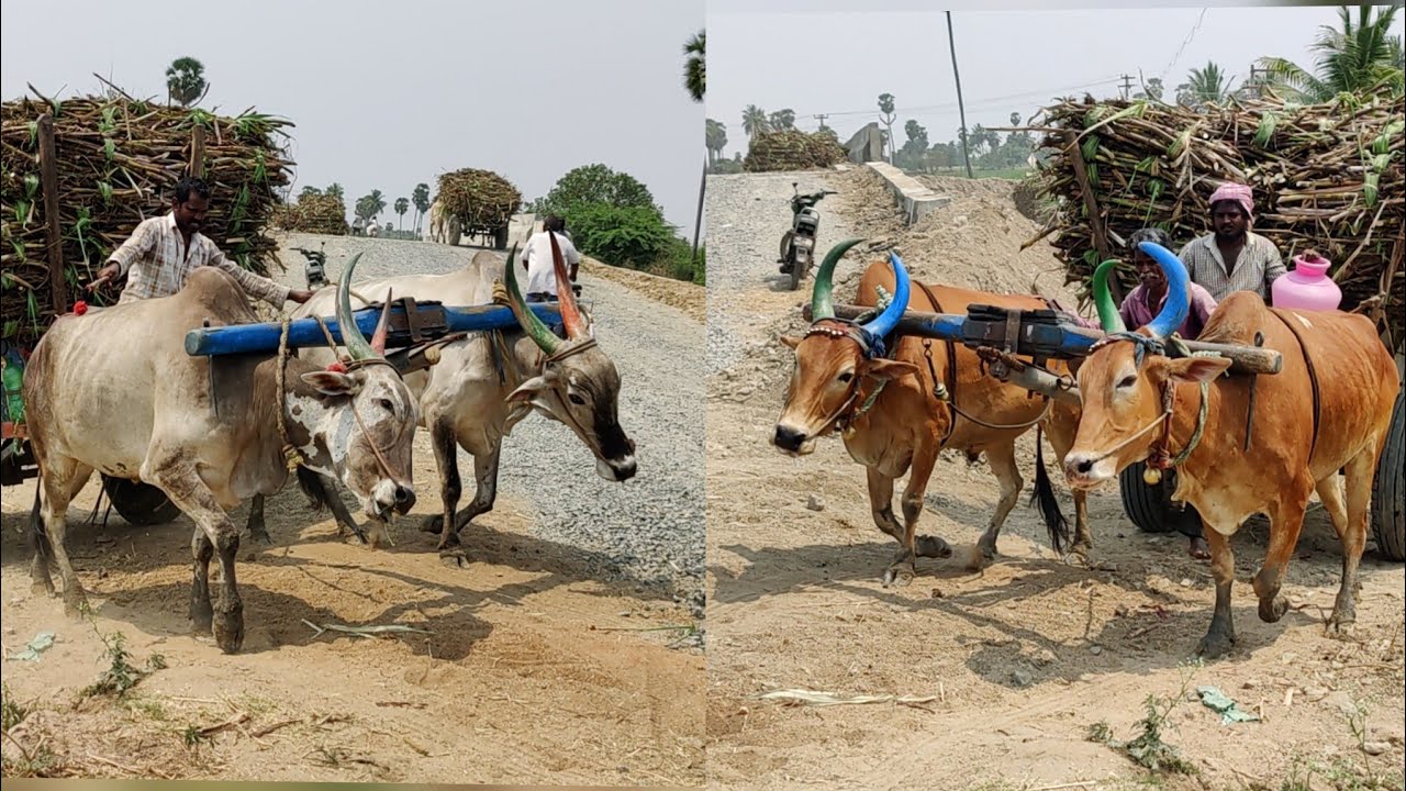Indian Young Bullock Cart Heavy Loaded Ride | New Young Bullock Bandi