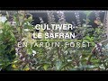 Le safran se cultive trs bien en france  conseils de culture et plantation en jardinfort