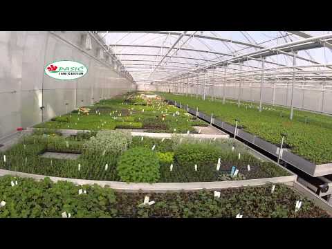 Video: Pěstujeme Zahradu Akmella