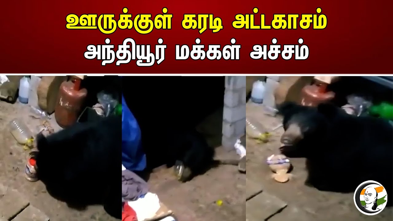 ஊருக்குள் கரடி அட்டகாசம் அந்தியூர் மக்கள் அச்சம் | Bear in residential areas