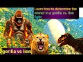 Learn how to determine the winner in a gorilla vs. lion fight? gorilla vs lion