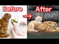 子猫と先住保護猫が仲良くなるまでの2ヶ月間。
