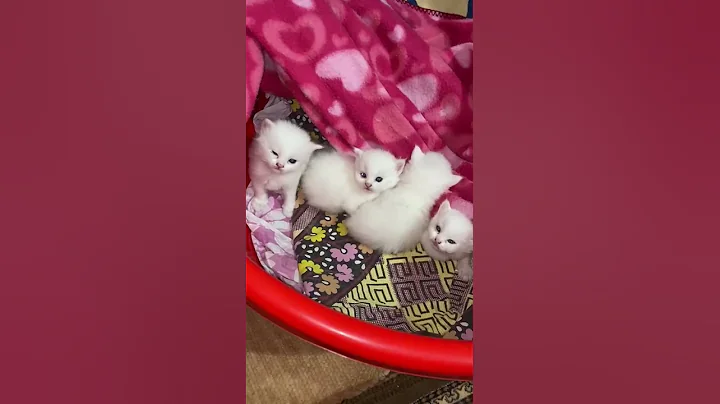 Watch the video about Persian kitten cutie pie 😍 😍😍