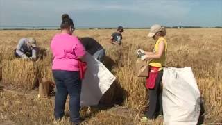 Scientist in Pursuit of Successful Wheat Hybrid