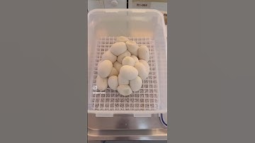 Incubating Snake Eggs 🐍 #carpetpythons #snake #morelia #reptiles #pets