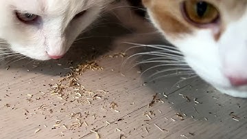 Cats & Catnip | Trying catnip for the FIRST time
