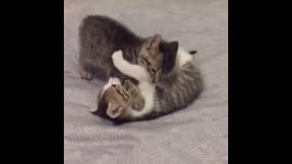 Kittens compilation by Cats World 16 views 7 years ago 10 minutes, 40 seconds