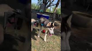 Our rescue NOVA rolling in the park in her new ‘older‘ wheelies! by Husky Obsessed 442 views 4 months ago 1 minute, 3 seconds