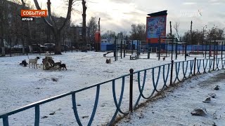 В Бежицком районе Брянска начал свою работу приют для бездомных собак