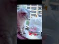 いつも水槽の横に座っていた 🐱👀