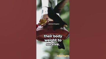 The Ruby-Throated Hummingbird: Nature
