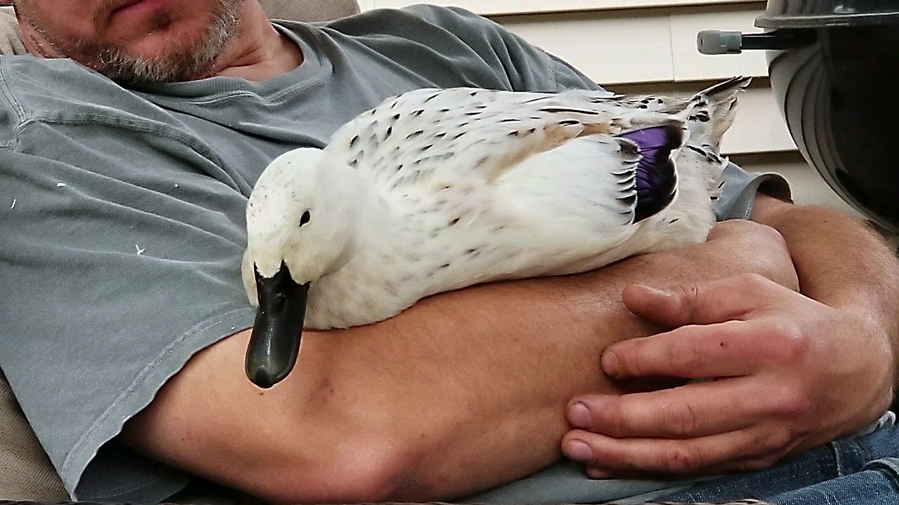 Sleepy Welsh Harlequin duck… awwww. 
