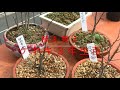 根の整理。ケヤキ苗の盆栽、3年生の植え替え
