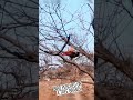 الديك يصعد الشجره