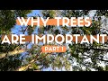 Why are Trees Important to Us