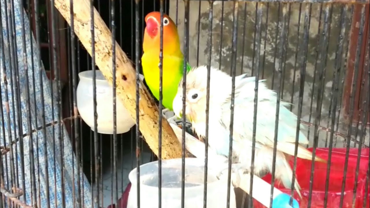 Gemesin Burung love Bird  Lagi Mandi  YouTube