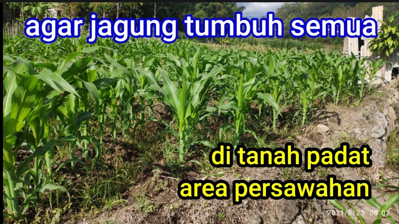 cara menanam jagung yang baik || juga mengatasi bulai