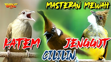 MASTERAN MURAI !! KOMBINASI CUCAK JENGGOT - CILILIN - KAPAS TEMBAK