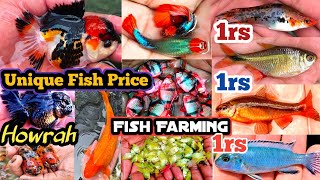 Recent Aquarium Fish price | Aquarium Fish baby price | Aquarium Fish Price | Howrah