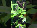 #aquarium #exoticaquariumfish #fish #megaquarium