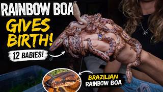 Our Brazilian Rainbow Boas had Babies!!