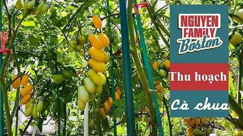 THU HOẠCH VƯỜN CÀ CHUA TRIỆU VIEW TRỒNG XỨ TUYẾT LẠNH, BOSTON.