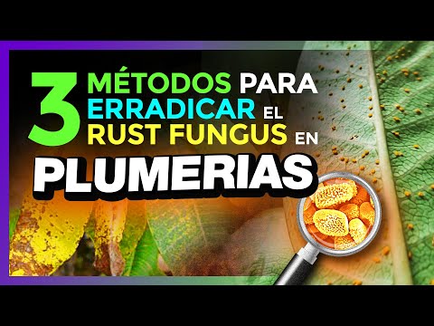 Video: Plagas comunes de plumeria: tratamiento de plagas de insectos de plumeria en el jardín