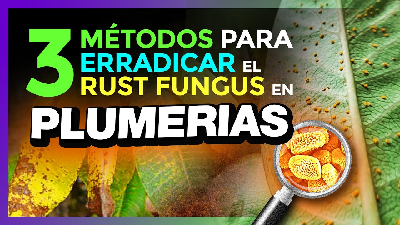 🚨PLAGA del RUST FUNGUS en Plumerias 😱🍄- Coleosporium plumeriae Pat #plumerimax #plumeria
