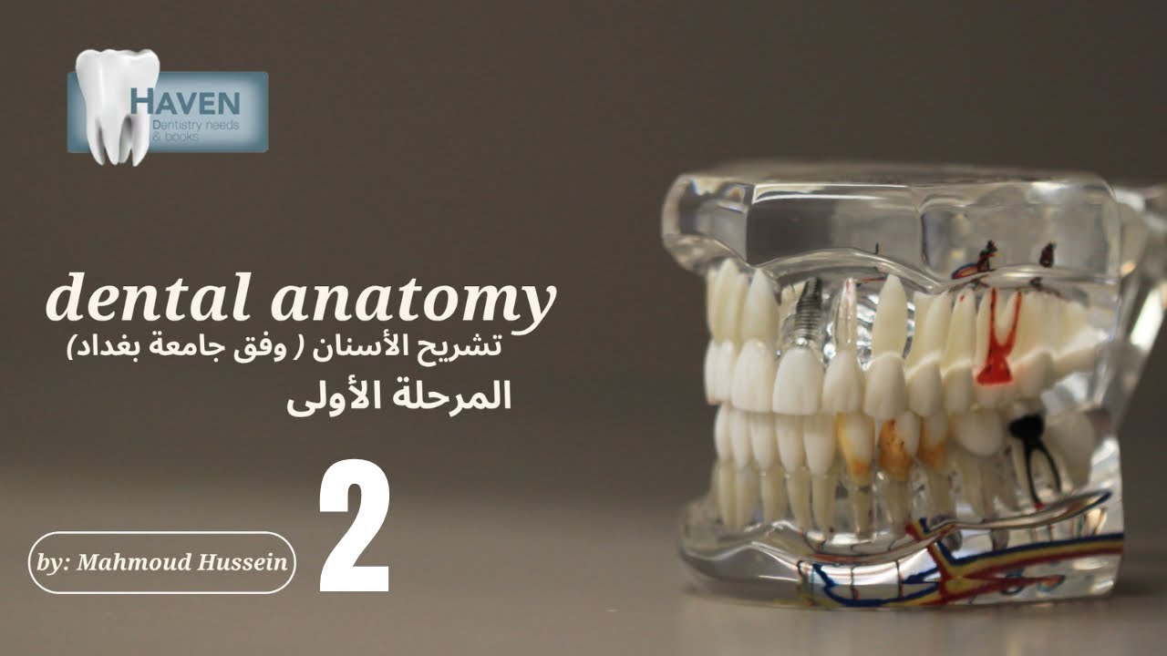 تشريح الاسنان المرحلة الأولى المحاضرة الثانية | dental anatomy lec 2