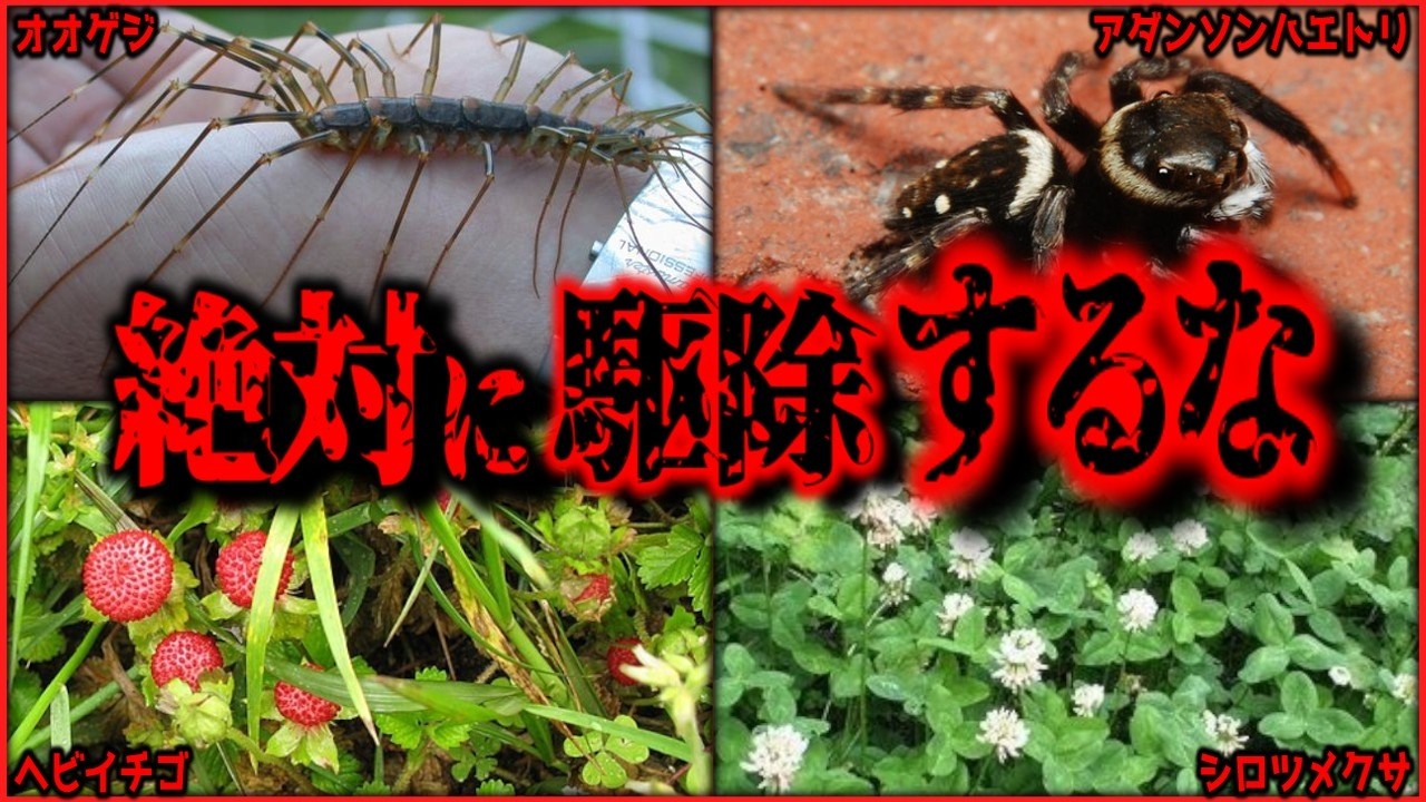 【閲覧注意】絶対に駆除「するな」!実は有益とされる身近な生物 6選【ゆっくり解説/作業用BGM/睡眠用/9割が知らない】