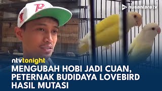 Hobi Jadi Cuan, Kisah Peternak Lovebird Sukses Raup Omzet Jutaan | NTV TONIGHT