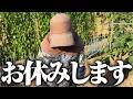 【夏休みいただきますm(__)m】ひろちゃん農園からのお知らせです＆お芋さんの状況