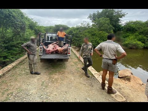 The MTPA euthanised five lions in Mpakeni Village on January 5.