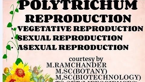 polytrichum reproduction