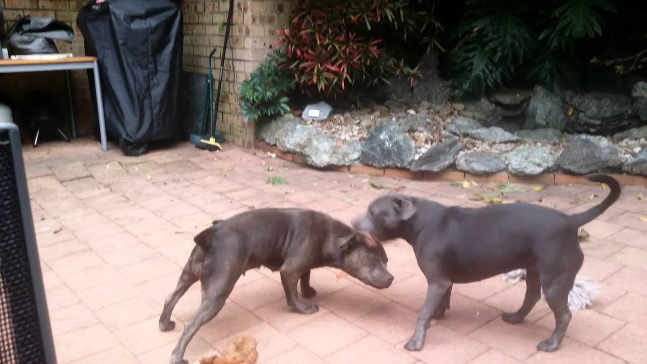 month old blue staffie playing 