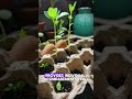 Transform Old Egg Cartons into Eco-Friendly Seed Starters! 🌱 #shorts