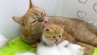 Momma cat Ginger's kittens are all clean and well groomed by Funny Kittens Video 1,849 views 3 weeks ago 3 minutes