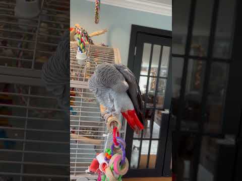 Symon the African Grey Parrot sniffs under her wing pit 🤣🤣 #babyparrot #talkingparrot #cag #birds