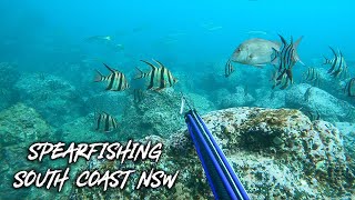 Spearfishing South Coast NSW Winter 4K