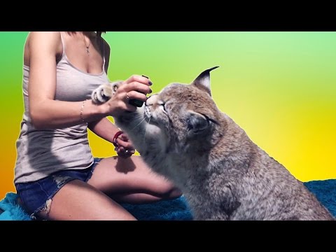 РЕАКЦИЯ РЫСИ НА ЗАПАХ ВАЛЕРЬЯНКИ / LYNX REACTION TO VALERIAN