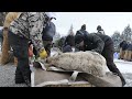 Relocating Bighorn Sheep