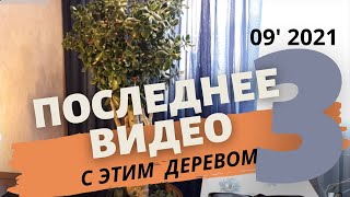 Денежное дерево сварилось на солнце | Сентябрь 2021