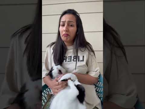 Βίντεο: Αρέσκεται στη γάτα μου να τη χαϊδεύουν;