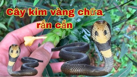 Cây kim vàng chữa rắn hổ mang cắn